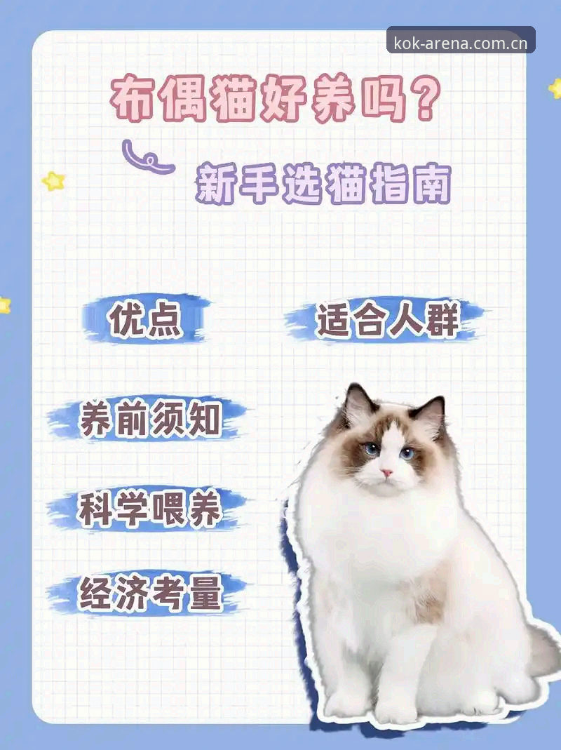 2026KOK平台好用吗？一份新手必看的详细使用指南